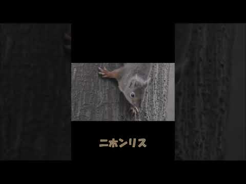 冬にリスに餌をやる 自然と動物