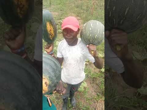 , title : 'PUMPKIN FARMING'