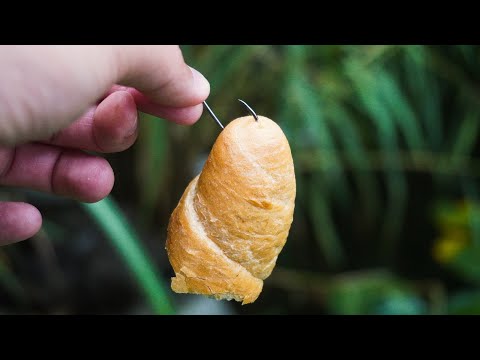 Lov amurů na mlaskačku. Povedlo se torpédo na těžké vodě! Lov ryb na rohlík.