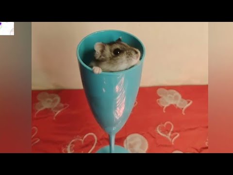 FUNNY HAMSTERS