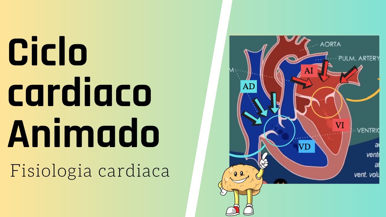 Ciclo cardiaco FÁCIL y ANIMADO 🌟 | Fiebre Medica