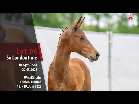 Fohlen-Auktion Lot 06 So Londontime Hengst v. So Perfect - Londontime