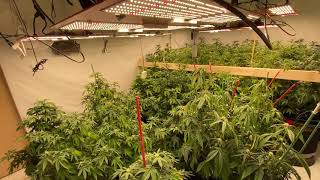 LED Grow Room - My Setup