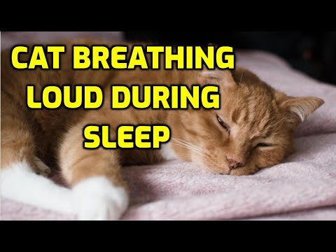 Cat Breathing Heavily While Resting? (5 Reasons Why!)