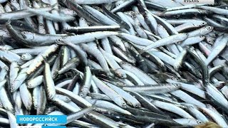 Как ловят кильку насосами