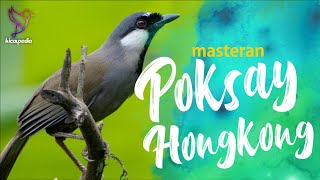 Download lagu Black-throated Laughingthrush Bird Song, sound, Call And Chirp mp3 Download lagu Black-throated Laughingthrush Bird Song, sound, Call And Chirp mp3