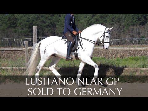SOLD TO GERMANY ¡¡¡¡ LUSITANO PASSAGE-PIAFFE-FLYING CHANGES - Piro Free