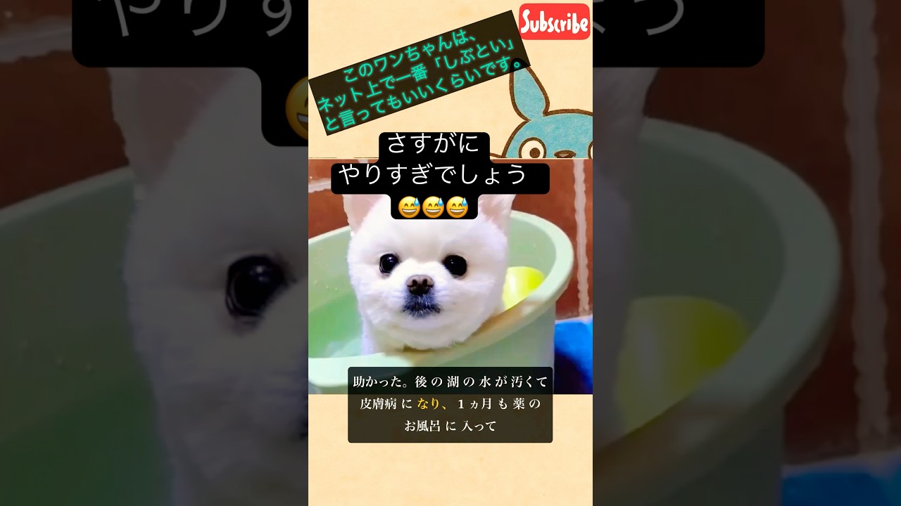 このワンちゃんは、ネット上で一番「しぶとい」と言ってもいいくらいです。まじでじぶといわ　えm #衝撃の事実 #コムドット #犬#愛犬