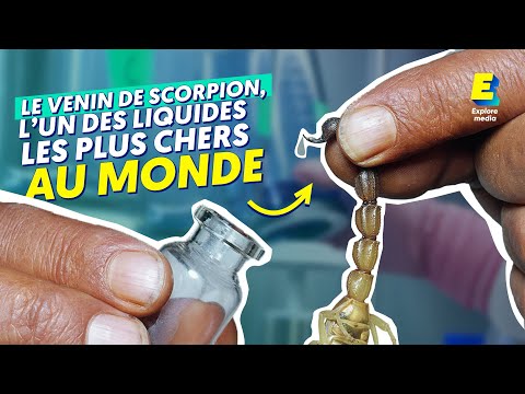 Le venin de scorpion, l'un des liquides les plus chers au monde