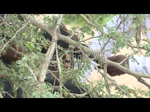 Illegal crossings between SA and Zim