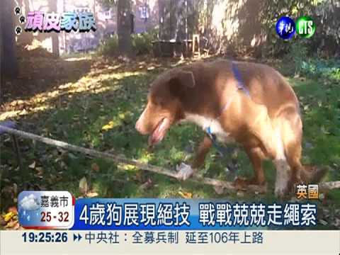 超級平衡狗! 走繩索登金氏紀錄