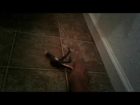 Skullcrawlers vs spore mantis