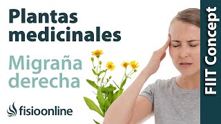Cefalea y migraña o dolores de cabeza derechos - Plantas medicinales y remedios naturales