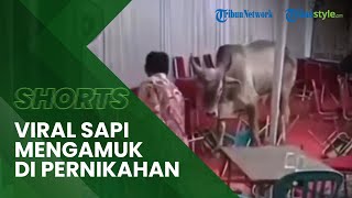 Viral Seekor Sapi Kurban Mengamuk di Acara Pernikahan, hingga Hampir Menyeruduk Warga