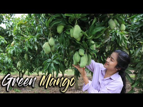 Green Mango Recipe / Pick Raw Mango For Cooking / Prepare By Countryside Life TV
