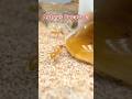 Ants Drinking Coke Soda