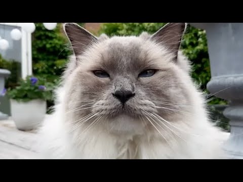Ragdoll Cats Talkative? Bowie is, He Meows a Lot!