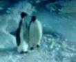 Pinguin