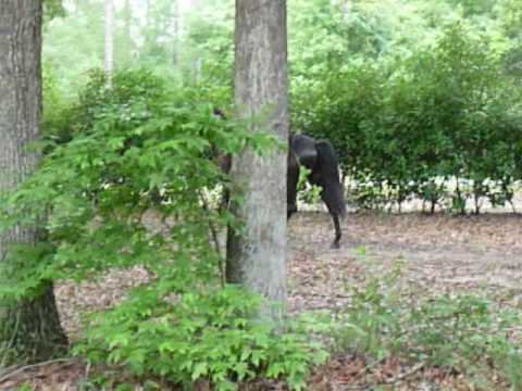 Rocky Mt, Kentucky Mt gelding