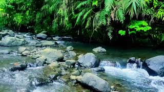 Epic Virtual Getaway: Mountain Forest Waterfall's Most Relaxing Trip!