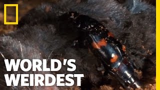 World's Weirdest - Raising Kids in a Corpse?