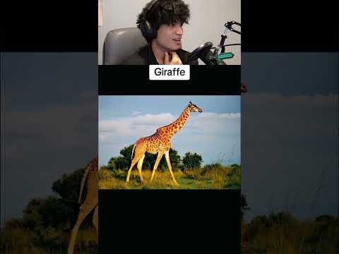 Animals WITHOUT necks..