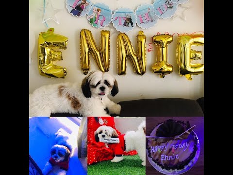 My Dog's 6 months Birthday party || Dog's Birthday celebration || shih tzu dog birthday