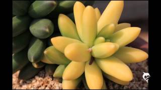 Fotos da Semana 27.JUN.2014 (3) (by VagnerK)