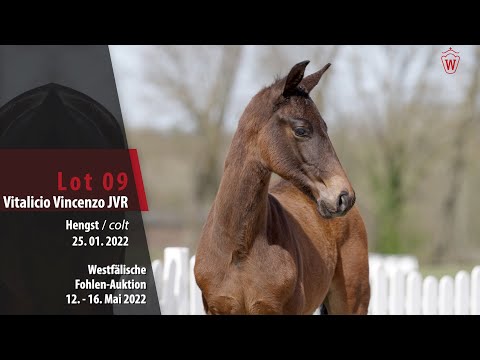 Fohlen-Auktion Lot 9 Vitalicio Vincenzo JVR Hengst v. Vitalis - Negro