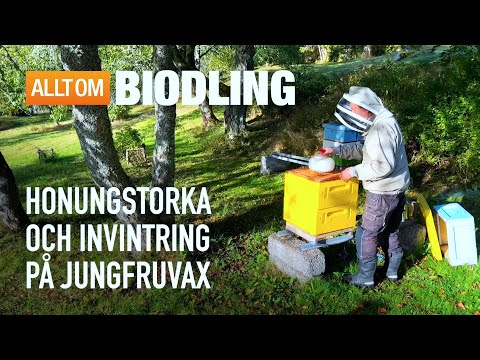 Honungstorka och invintring på jungfruvax | Biodling