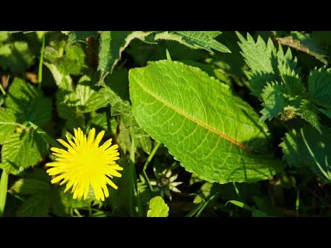 3 korova koja će nas spasiti: Jačaju imunitet, sprečavaju teške bolesti! (RECEPT)