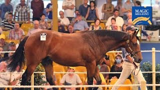preview picture of video '2015 Adelaide Magic Millions Yearling Sale Day 1'
