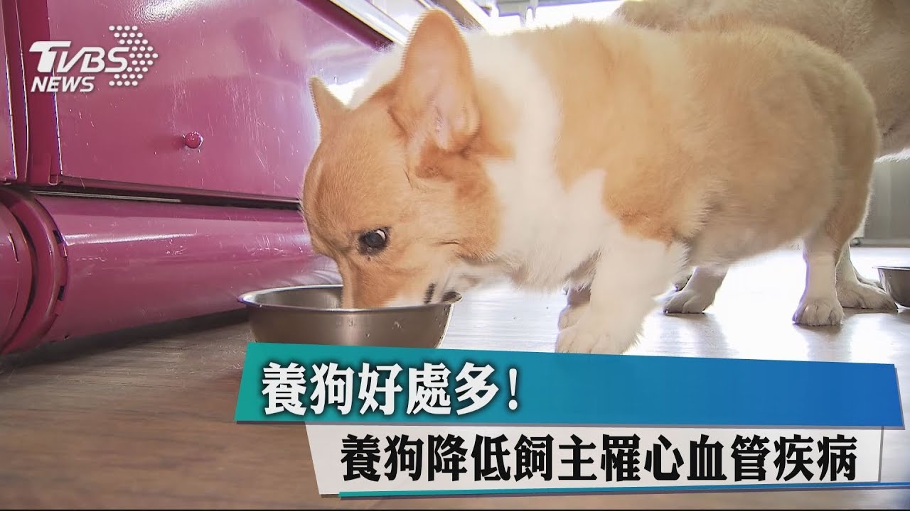 養狗好處多! 養狗降低飼主罹心血管疾病