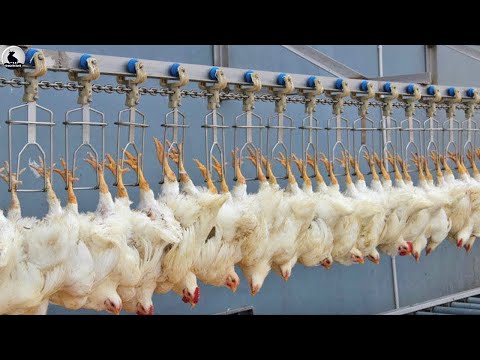 , title : 'Increíble Matadero de pollos - Moderna línea procesamiento pollo en fábrica'