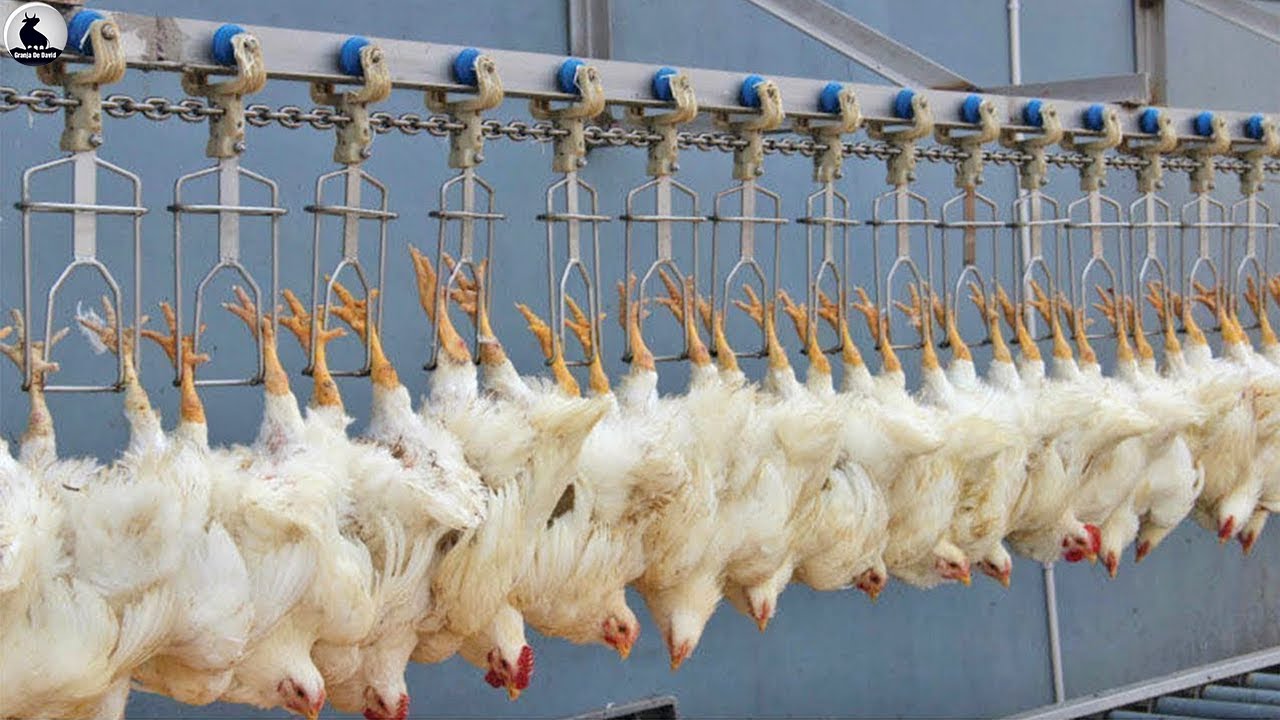 Increíble Matadero de pollos - Moderna línea procesamiento pollo en fábrica