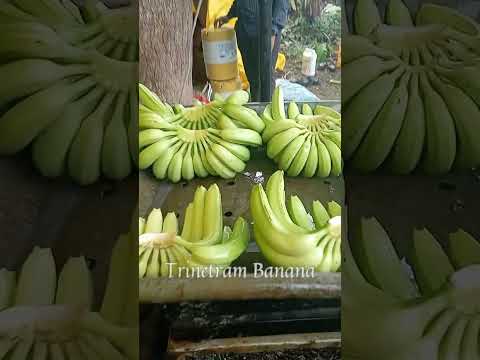 13 kg export grade canvendish banana, packaging type: carton