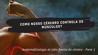 Anatomofisiologia do lobo frontal do cérebro - Parte 1 - Como nosso cérebro controla os músculos?