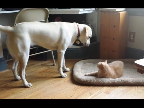 Funny Compilation of Cats Stealing Dog Beds!