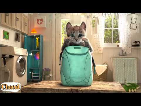 Gatinho Fofo Aventuras   Animados Divertidos