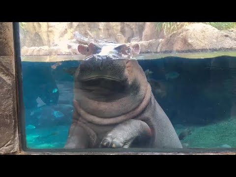 Fiona the Hippo now starring in new children's book