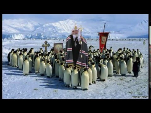 Патриарх и Пингвины