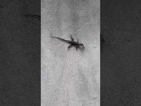 download lagu mp3 mp4 Taruira, download lagu Taruira gratis, unduh video klip Taruira