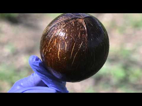 IRIE CHALICE (Sneak Peek) HD