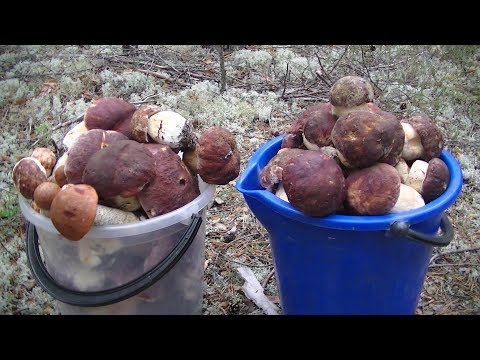 Белые грибы пошли массово! Август 2019.