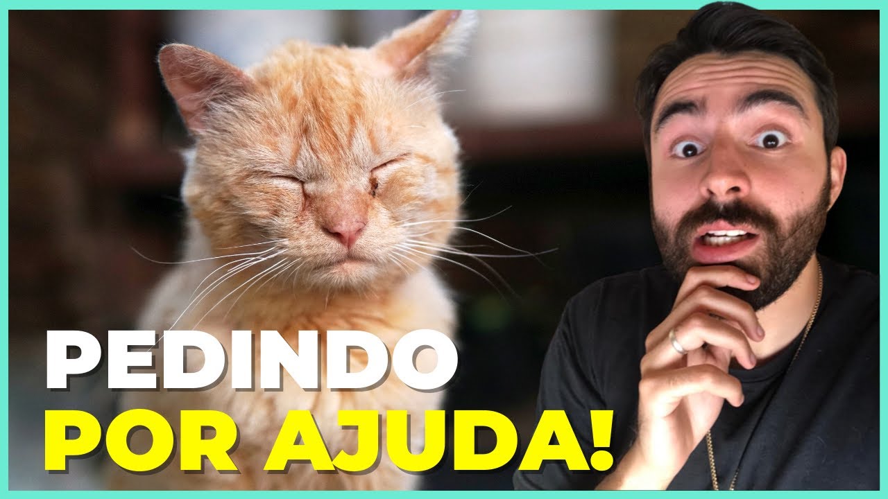 19 Sinais De ALERTA Que Seu Gato Está IMPLORANDO POR AJUDA!