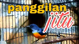 Download lagu kemade bunga api, panggilan ampuh untuk burung kemade bahan agar cepat bunyi mp3 Download lagu kemade bunga api, panggilan ampuh untuk burung kemade bahan agar cepat bunyi mp3