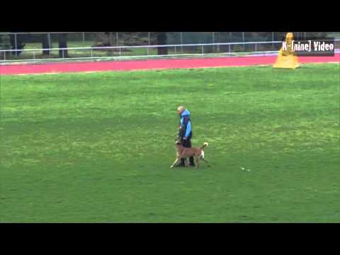 FCI NM IPO 2012 VThor vom Haus Mecki - C