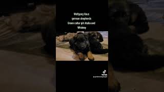 Wolfgang haus German shepherd www.wolfganghausgsd.com
