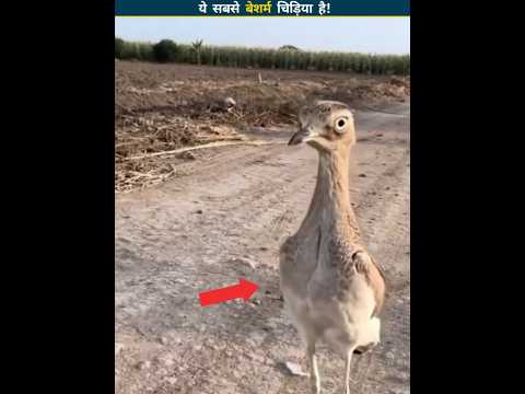 This bird chases animals away 🧠
