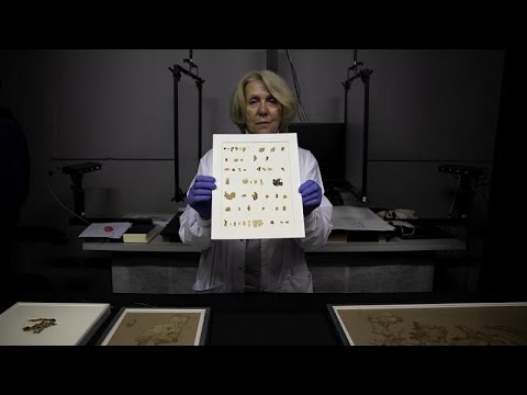 Schriftrolle in Einzelteilen: Rund 2000 Jahre alt, gefunden in Israel